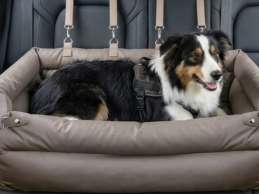 One medium dog